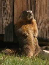 marmot1