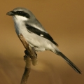 komser