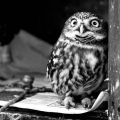 owly