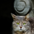 gatekeeper
